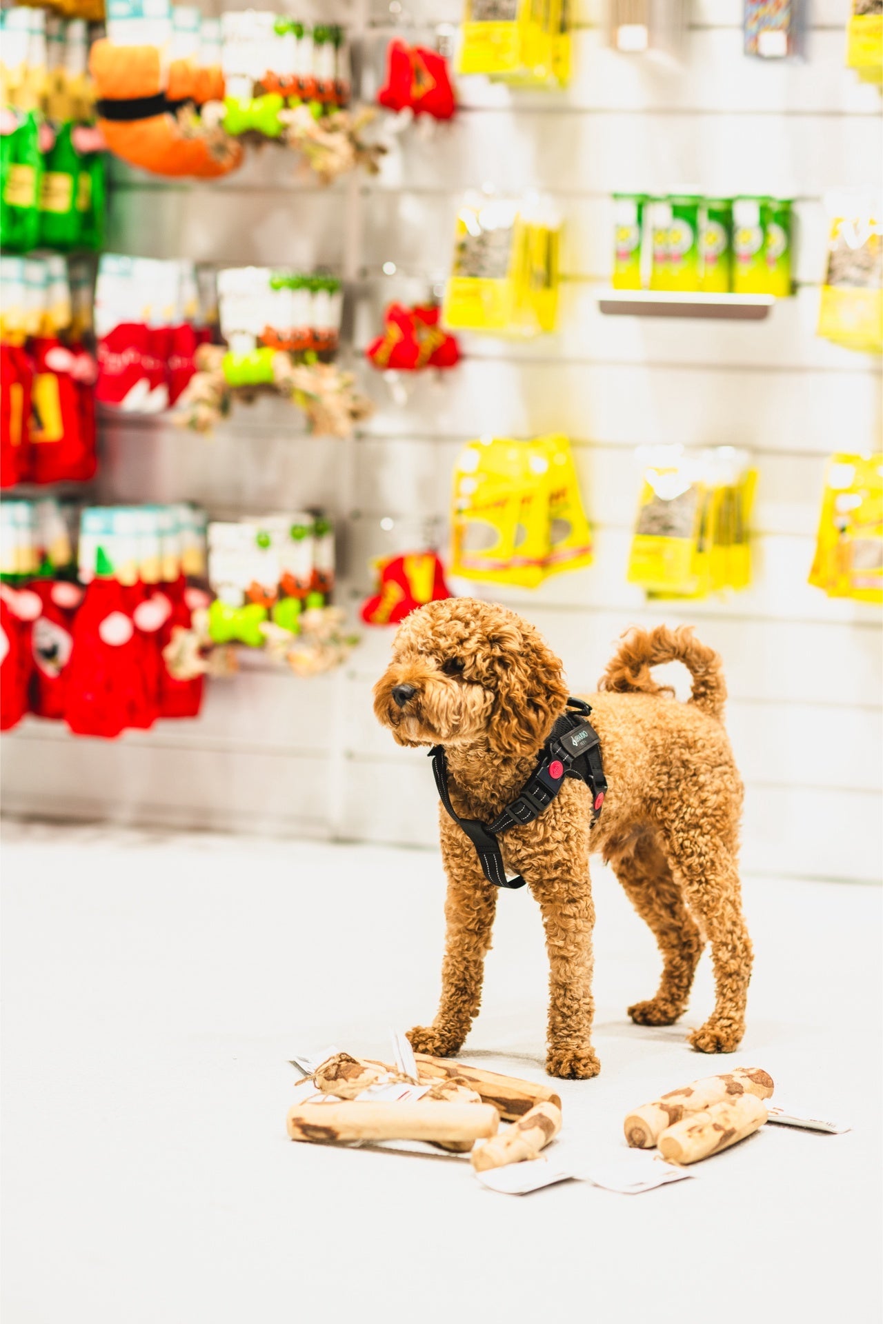 Zaytoon olive large dog chew toy with curly brown dog standing near in pet store