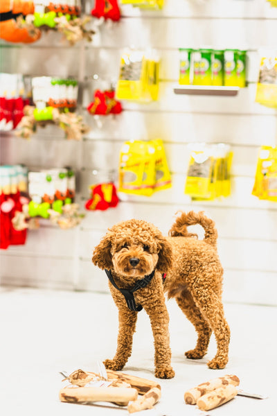 Curly brown dog standing near zaytoon olive large dog chew toys in a pet store